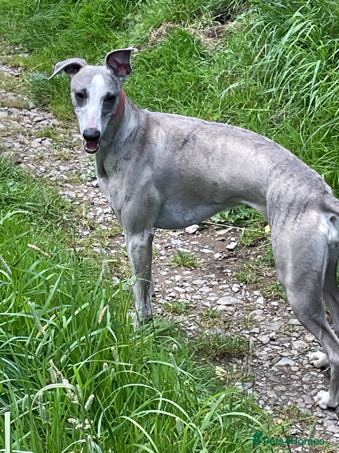 Whippet dogs for sale: 2 dog pups  - Advert 3