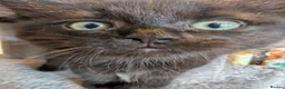 Maine Coon cats for sale: Maine Coon Kittens X British Longhair - Advert 2