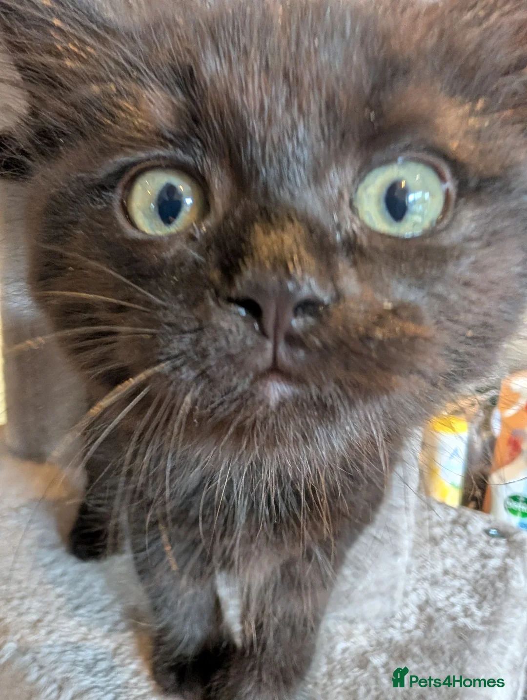 Maine Coon cats for sale: Maine Coon Kittens X British Longhair - Advert 2