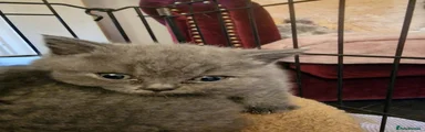 British Shorthair 3