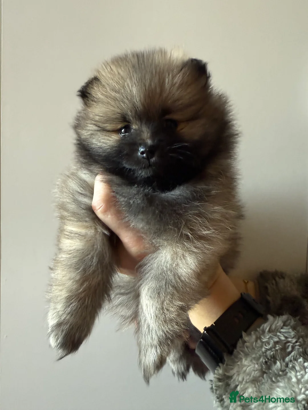 Pomeranian dogs for sale: Two Poms looking for forever home - Advert 8