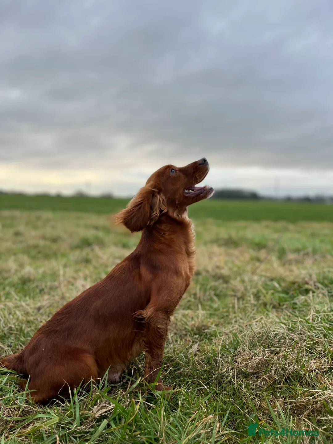 Cocker Spaniel dogs for sale: Kc Fox red, working cocker spaniels pups - Advert 9