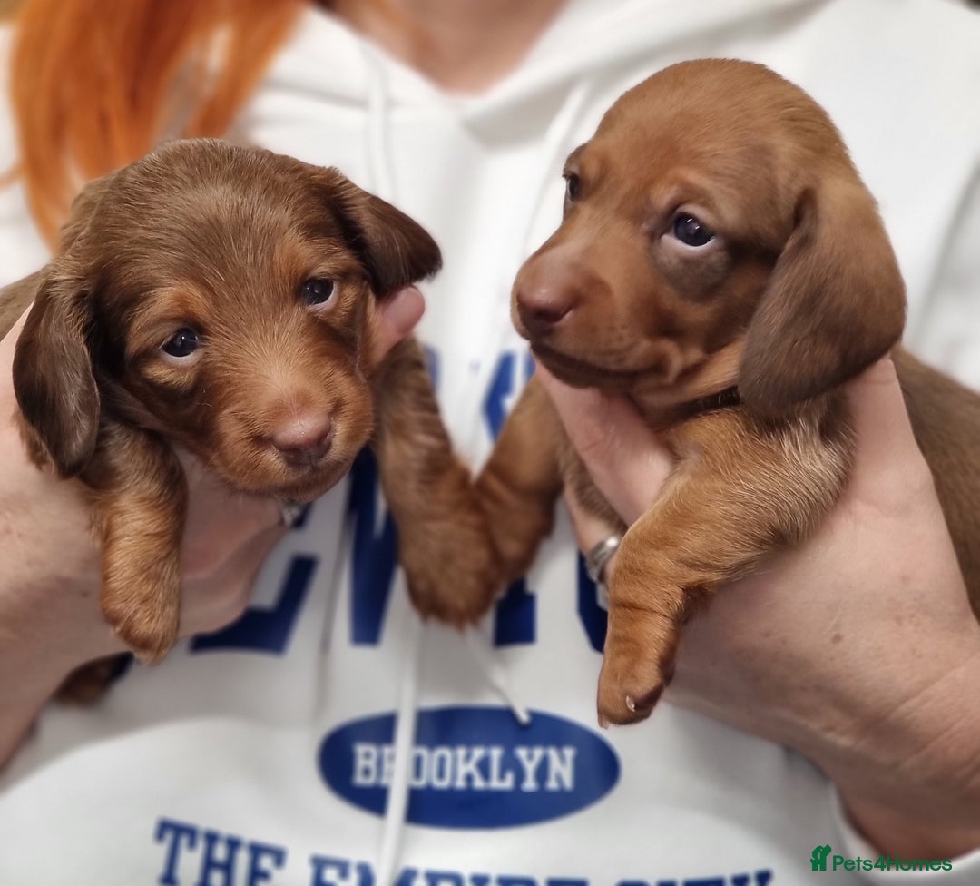 Miniature Dachshund dogs for sale: Beautiful  miniature  dachshund puppies for sale - Advert 6
