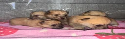 Mixed Breed dogs for sale: Pomeranian cross Jack Russell - Advert 6