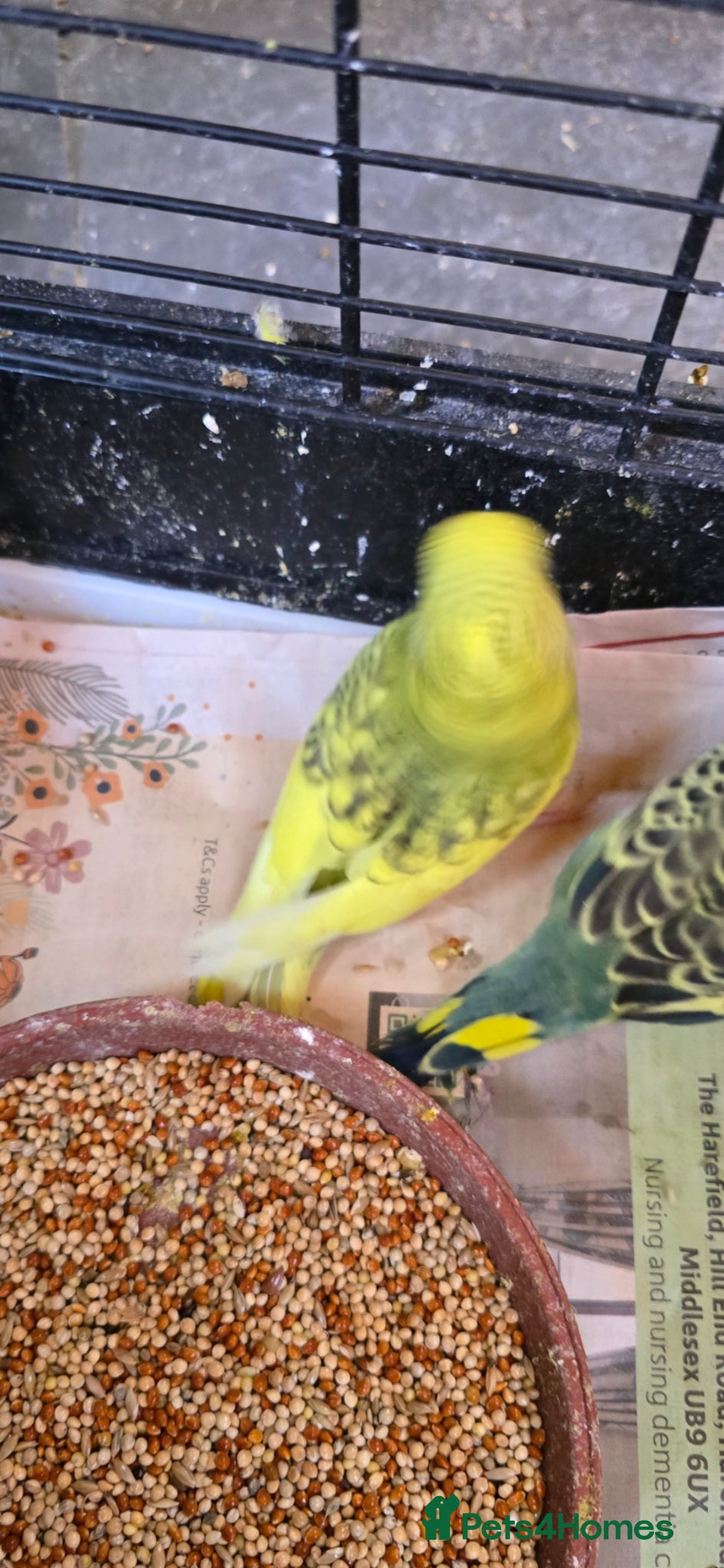 Budgerigars birds for sale: Baby budgies  - Advert 5