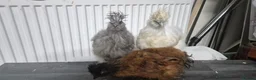 Chickens poultry for sale: 3 Pure‑bred Silkie Bantam Chickens|Collection only - Advert 5