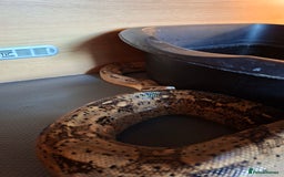 Boa Snake reptiles for sale: Hog island boas. One male one female. - Image 3