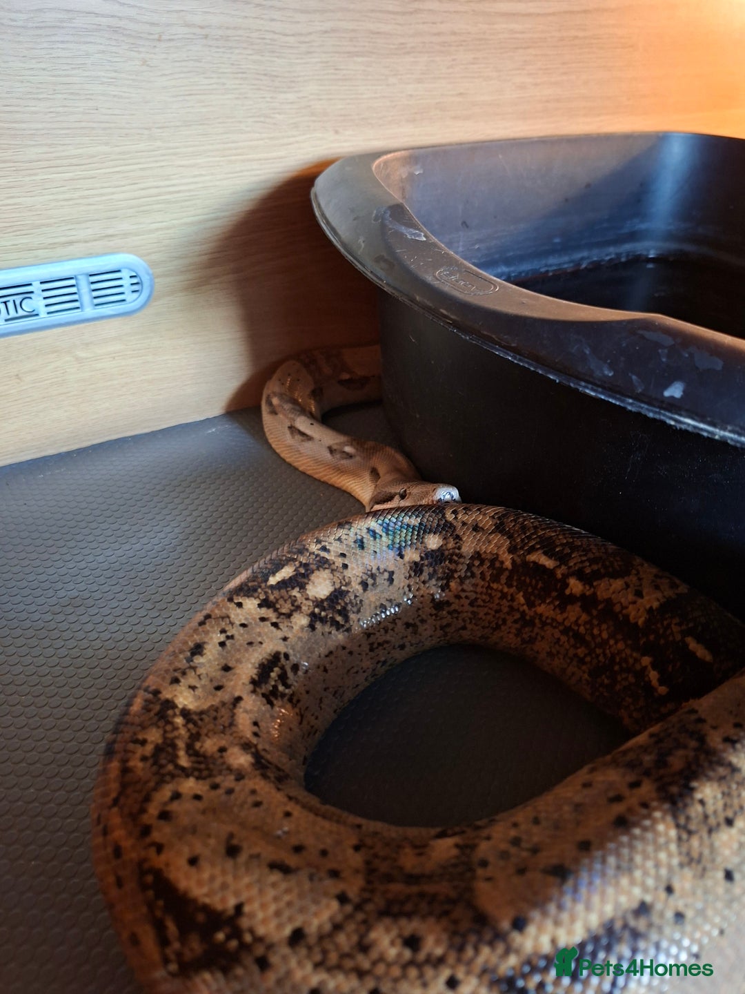 Boa Snake reptiles for sale: Hog island boas. One male one female. - Image 3