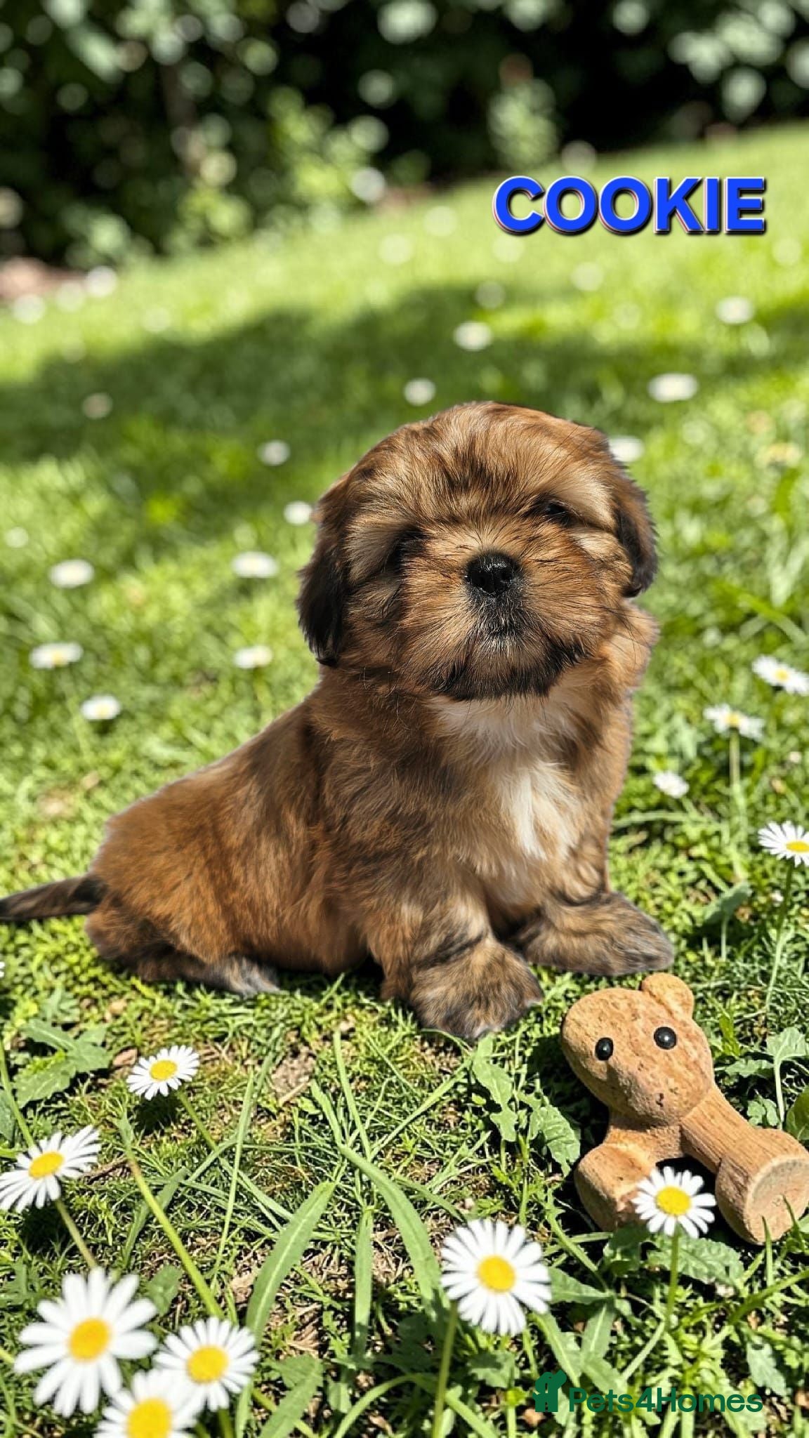 Shih Tzu dogs 🐶🐾EXCEPTIONAL PURE STANDARD SHIH TZU PUPPIES🐾🐶 - Advert 2