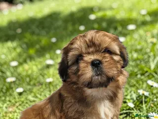 Shih Tzu dogs 🐶🐾EXCEPTIONAL PURE STANDARD SHIH TZU PUPPIES🐾🐶 - Advert 2