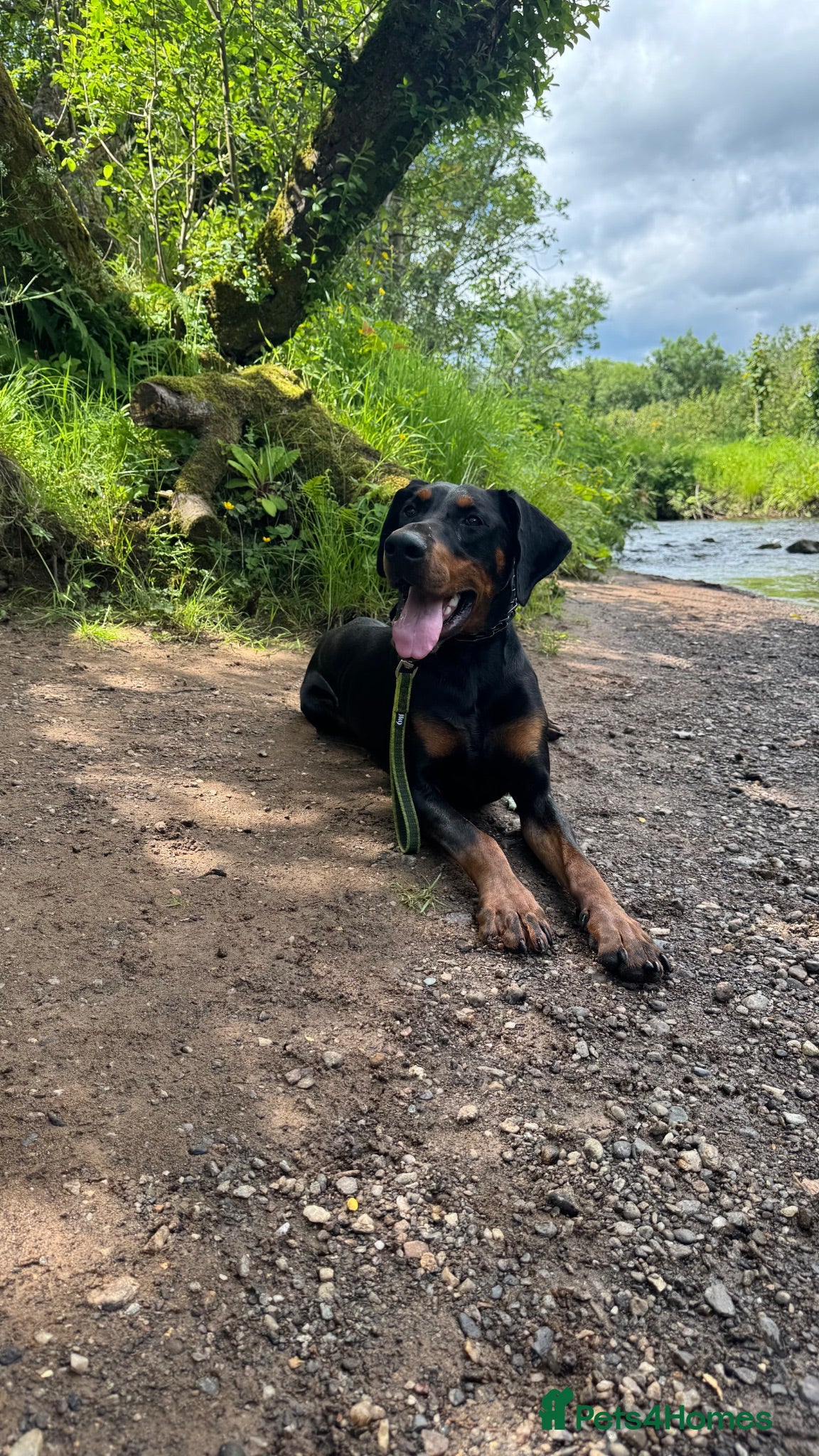 Dobermann dogs KC registered Dobermann for a stud  - Advert 1