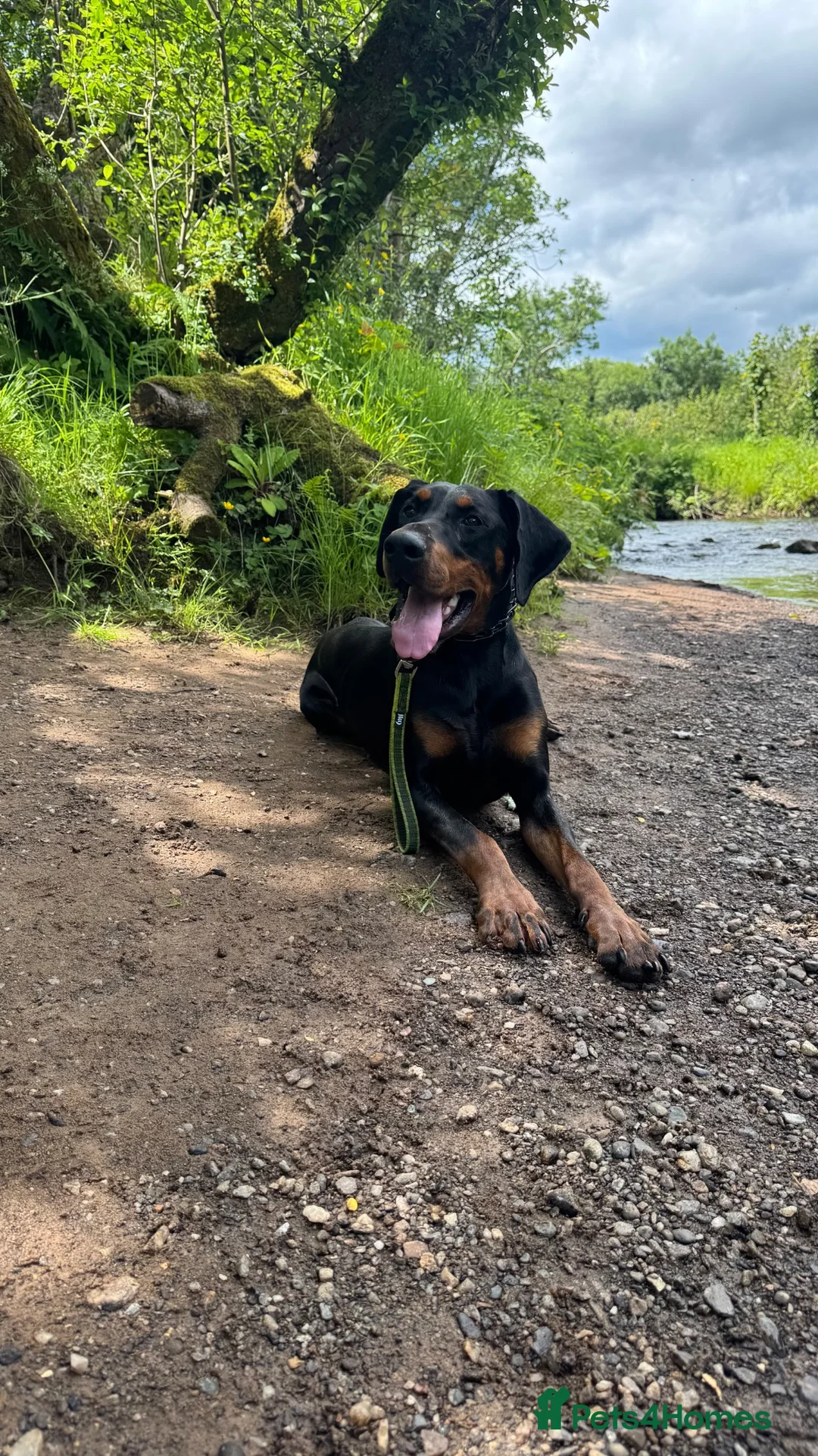 Dobermann dogs for stud: KC registered Dobermann for a stud  - Advert 1