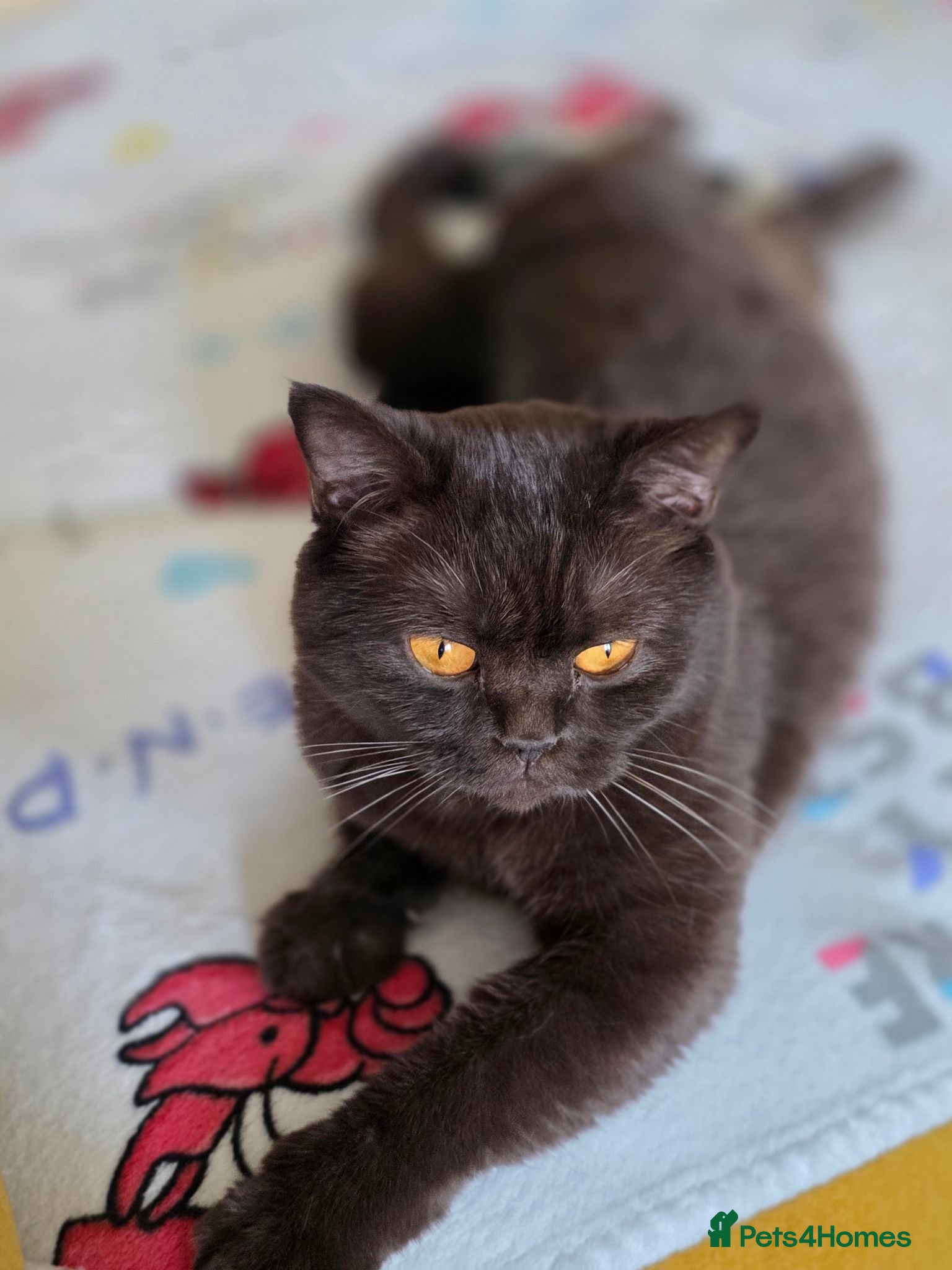 British Shorthair cats 2Brown ,1 grey BSH kittens for rehoming - Advert 1