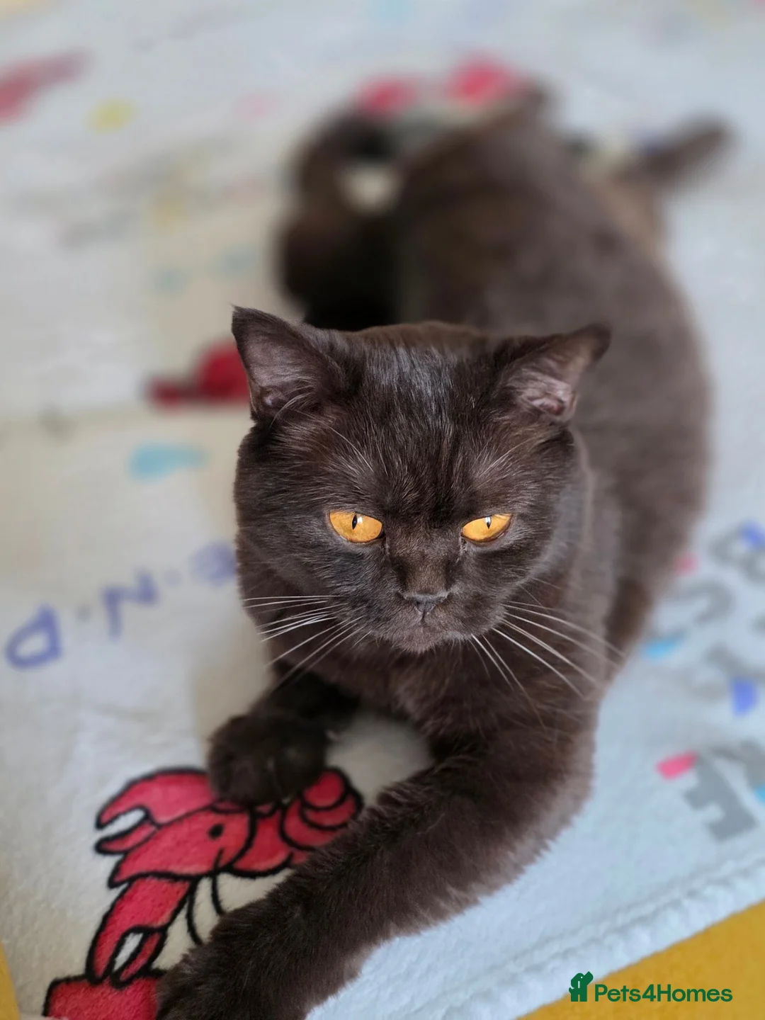 British Shorthair cats for sale: 2Brown ,1 grey BSH kittens for rehoming - Advert 1