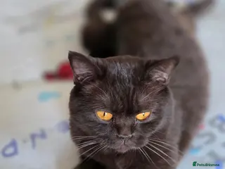 British Shorthair cats 2Brown ,1 grey BSH kittens for rehoming - Advert 1