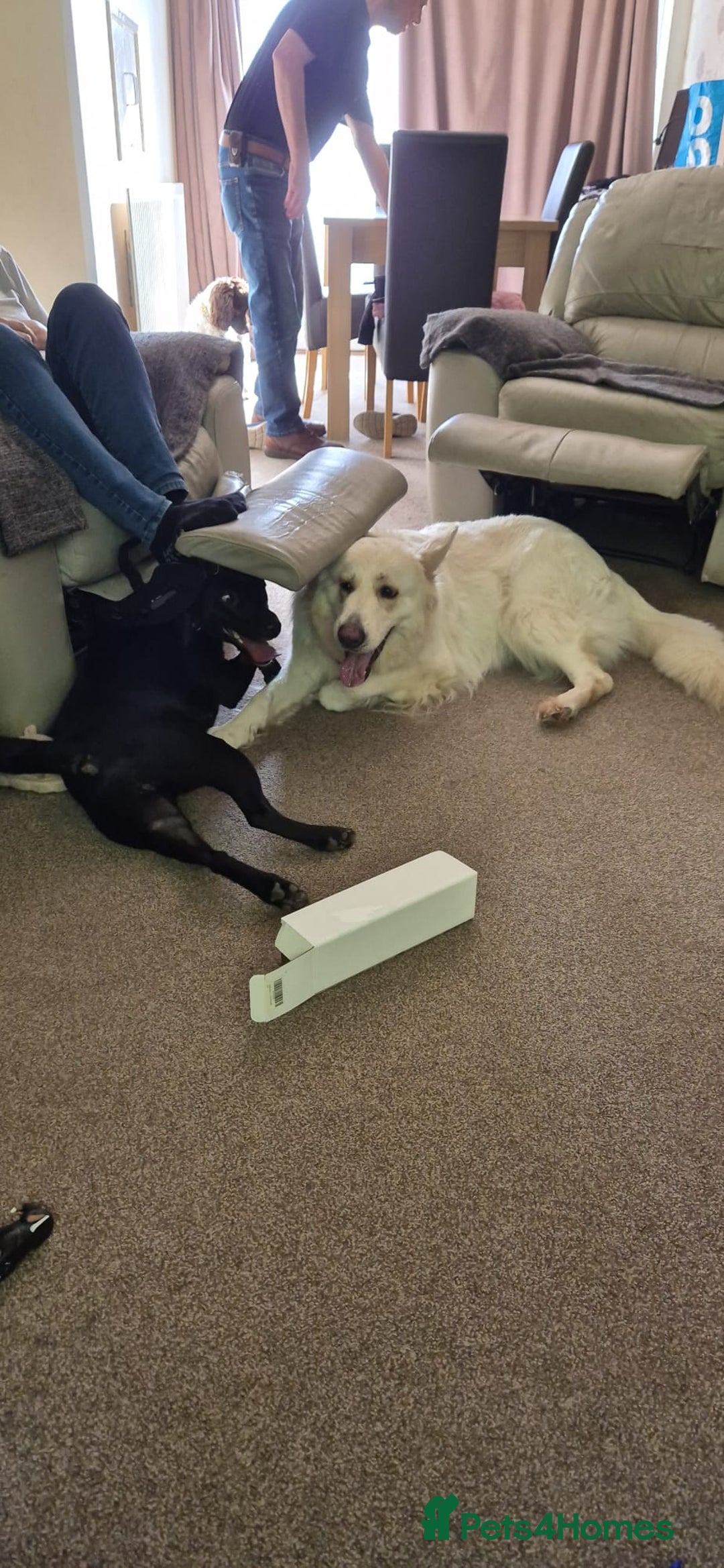 Mixed Breed dogs for sale: Very friendly Beagador called poppy - Advert 8