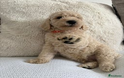 Standard Poodle dogs for sale: Stunning KC Standard Poodle Puppies for sale - Image 10