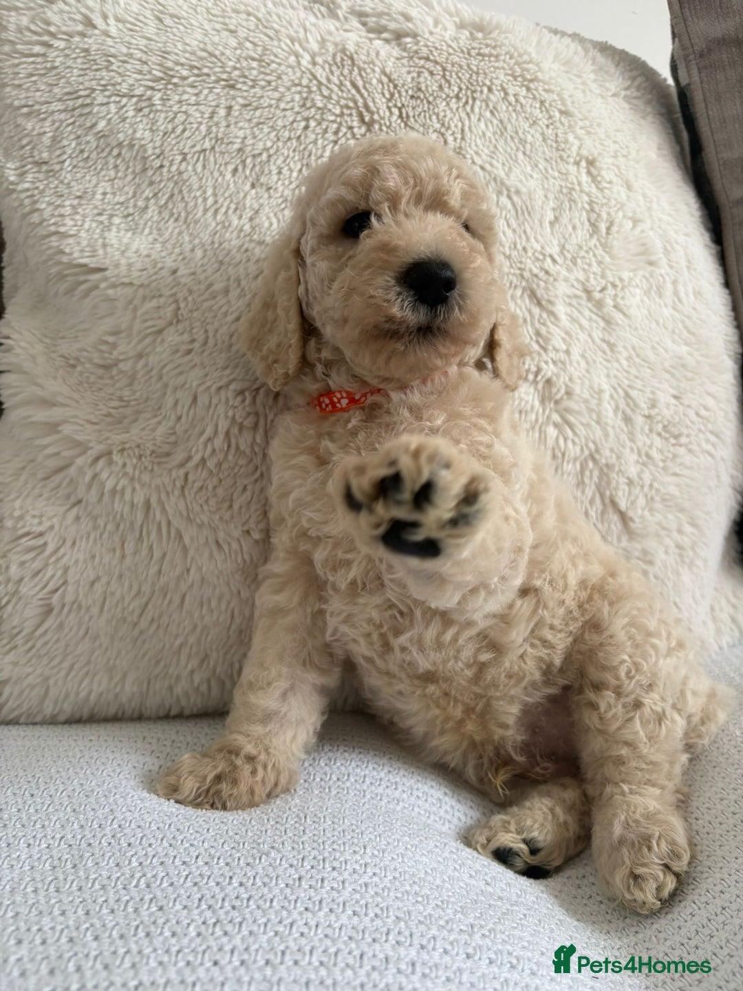 Standard Poodle dogs for sale: Stunning KC Standard Poodle Puppies for sale - Image 10