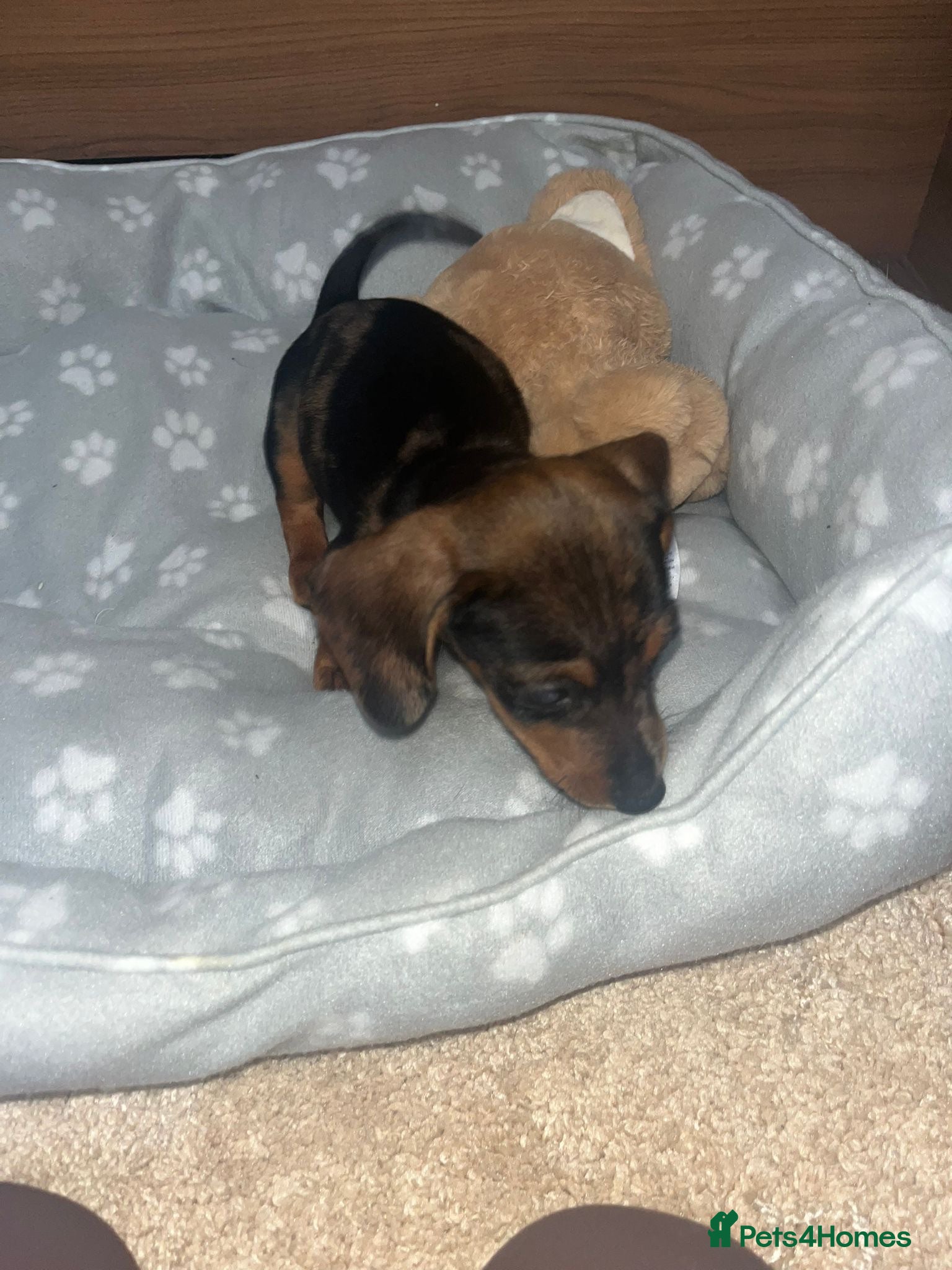 Jackshund dogs ❤️ Bella’s beautiful little ❤️ - Advert 2