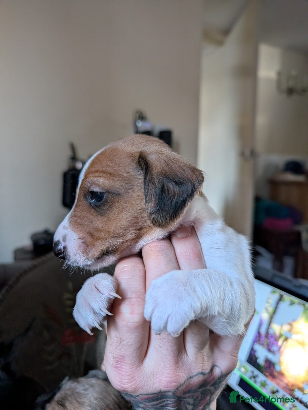 Mixed Breed dogs for sale: Dachshund X Jack Russel hybrid puppies  - Advert 8