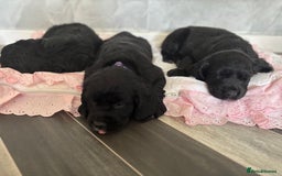 Cockerdor dogs for sale: 3 beautiful cockerador baby’s  - Image 5