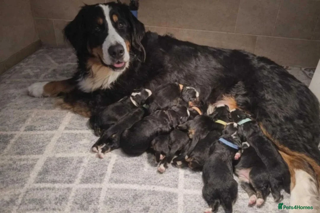 Bernese Mountain Dog dogs for sale: Gorgeous Bernese Mountain Dog Puppy Girl - Advert 7