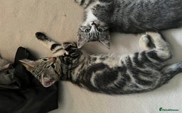Maine Coon cats for sale: Adorable Kittens - Image 6