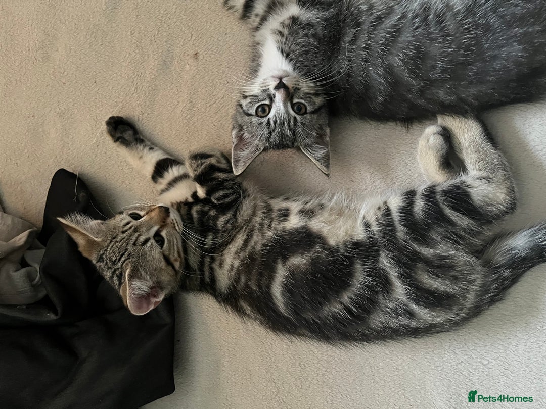 Maine Coon cats for sale: Adorable Kittens - Image 6
