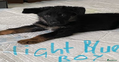 German Shepherd dogs - Advert 2