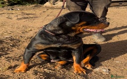 Rottweiler dogs for sale: 🦍🖤🤎KC REG 5 star breeders🤎🖤🦍 - Image 14