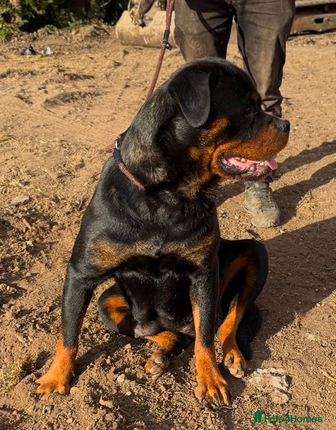 Rottweiler dogs for sale: 🦍🖤🤎KC REG 5 star breeders🤎🖤🦍 - Image 14