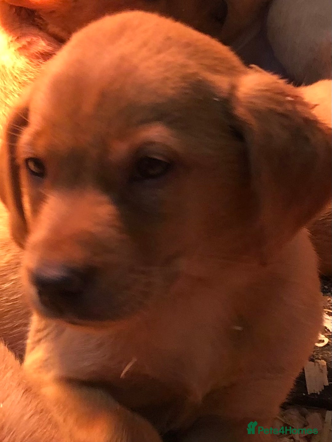 Labrador Retriever dogs for sale: chunky kc registered labrador pups - Image 4