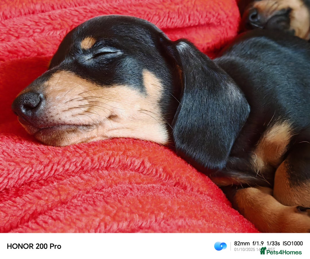 Miniature Dachshund dogs for sale: Family raised Miniature Dachshund puppies  - Image 5