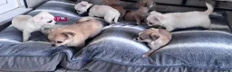 Chihuahua dogs for sale: gorgeous puppies in hull - Advert 26