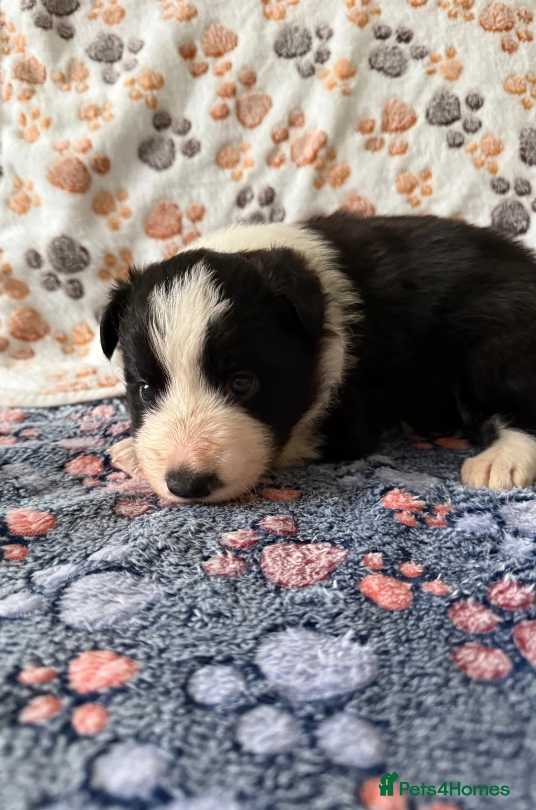 Border Collie dogs for sale: 1 stunning traditional long coated boy  - Advert 2