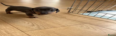 Miniature Dachshund Puppy 2