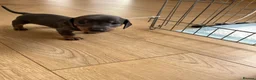 Miniature Dachshund dogs for sale: Isabella, Black and Tan, brown miniature dachshund - Advert 4