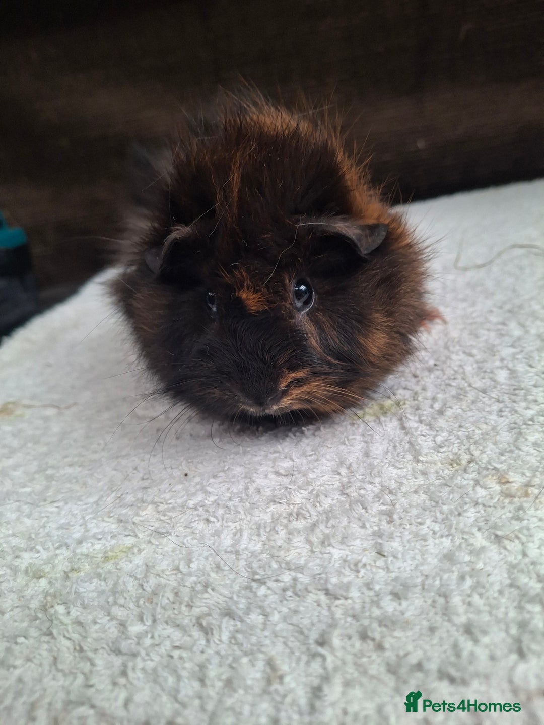 Guinea Pig rodents for sale: Baby Female Guineapigs  - Image 6