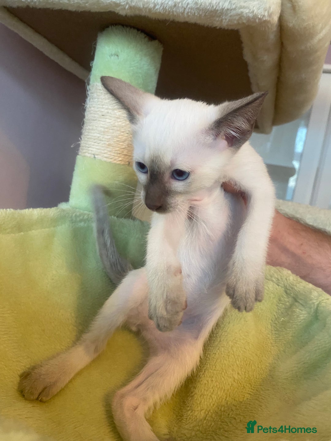 Siamese cats for sale: 🤩🐱Beautiful Siamese kittens for sale🐱⚡️ - Image 11