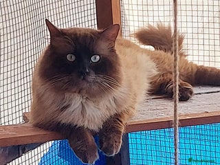 Ragdoll cats in Hull - Advert 36