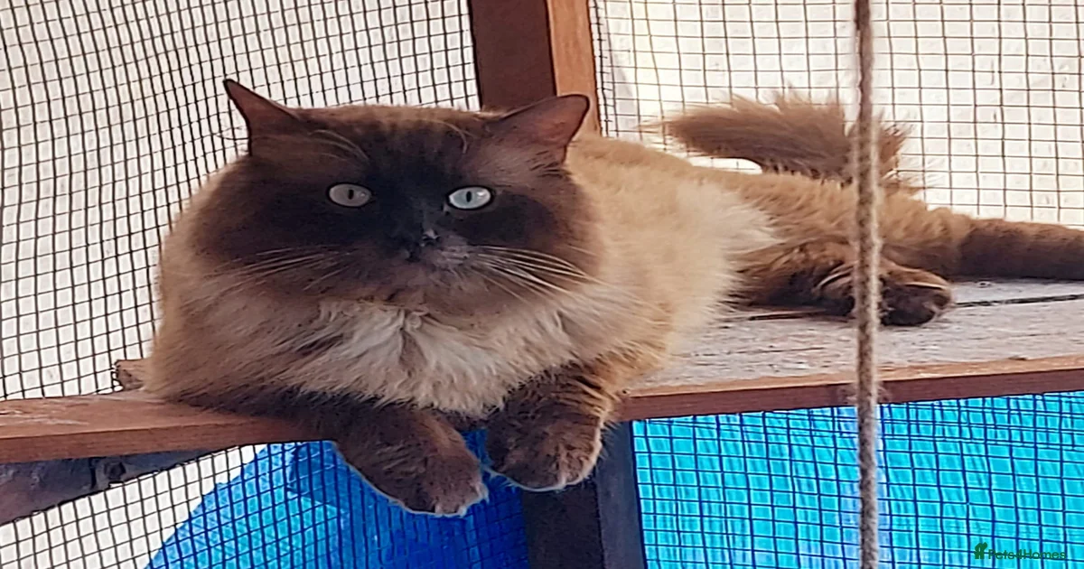 Proven chunky Ragdoll available for Stud for stud in Hull | Pets4Homes