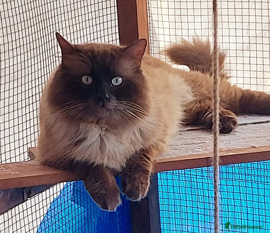 Ragdoll cats for stud: Proven chunky Ragdoll available for Stud  in Hull - Advert 1