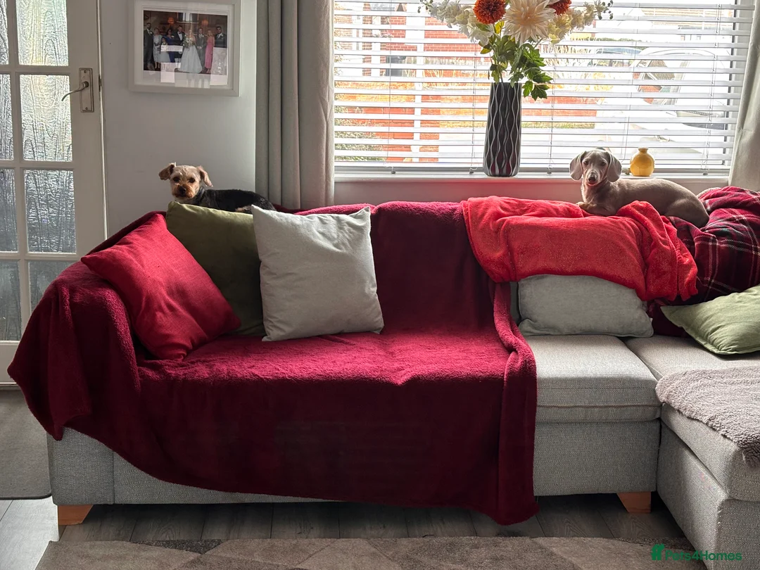 Miniature Dachshund dogs for sale: 1-Year-Old Dachshund Puppy 🐾 - Advert 2