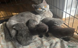 British Shorthair cats for sale: BSH kittens 💙🖤 - Image 11