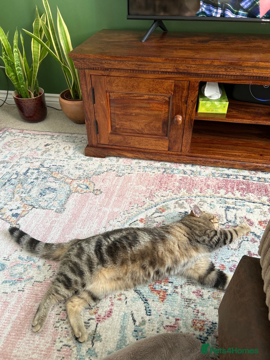 British Shorthair cats for sale: 🐾 British Shorthair Loving, Playful Indoor Cat 🐾 - Image 6