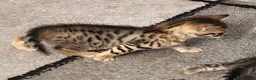 Bengal cats for sale: Bengal kittens in Macclesfield - Advert 6