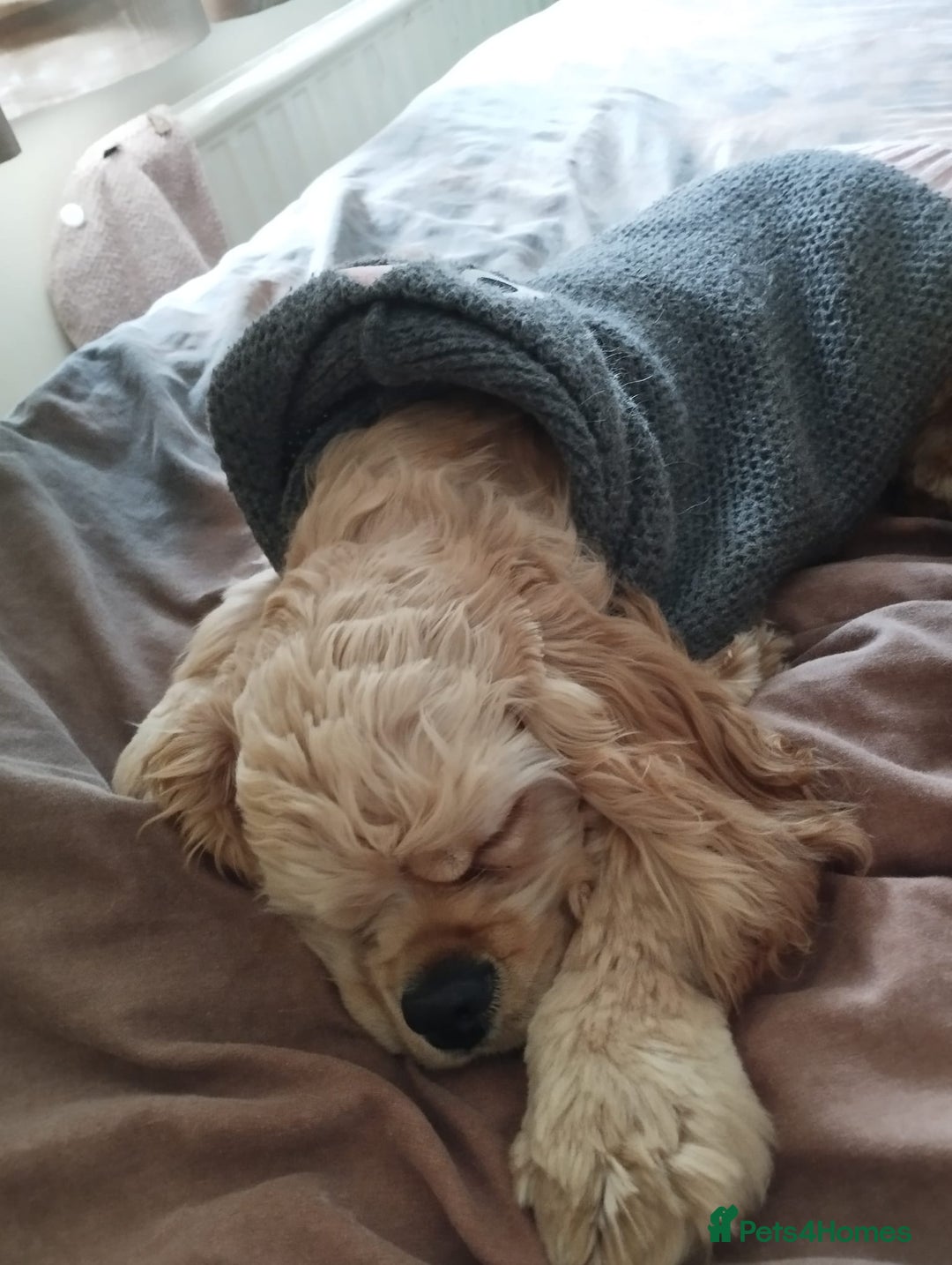 Mixed Breed dogs for sale: CavalierxCocker Spaniel Puppies -Both Parents Here - Image 23