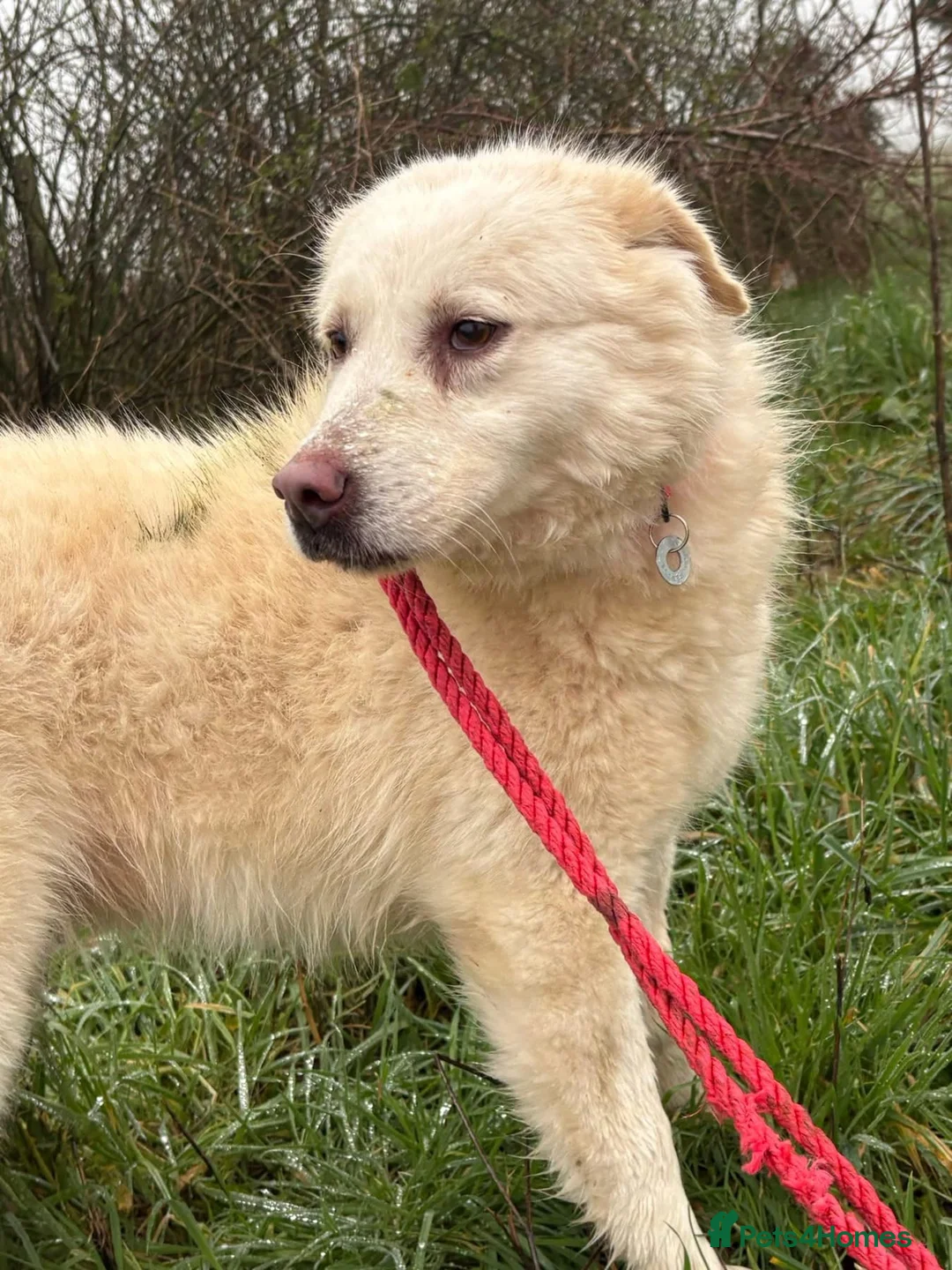 Mixed Breed dogs for adoption: Granny - Norwich Norwich  - Advert 10