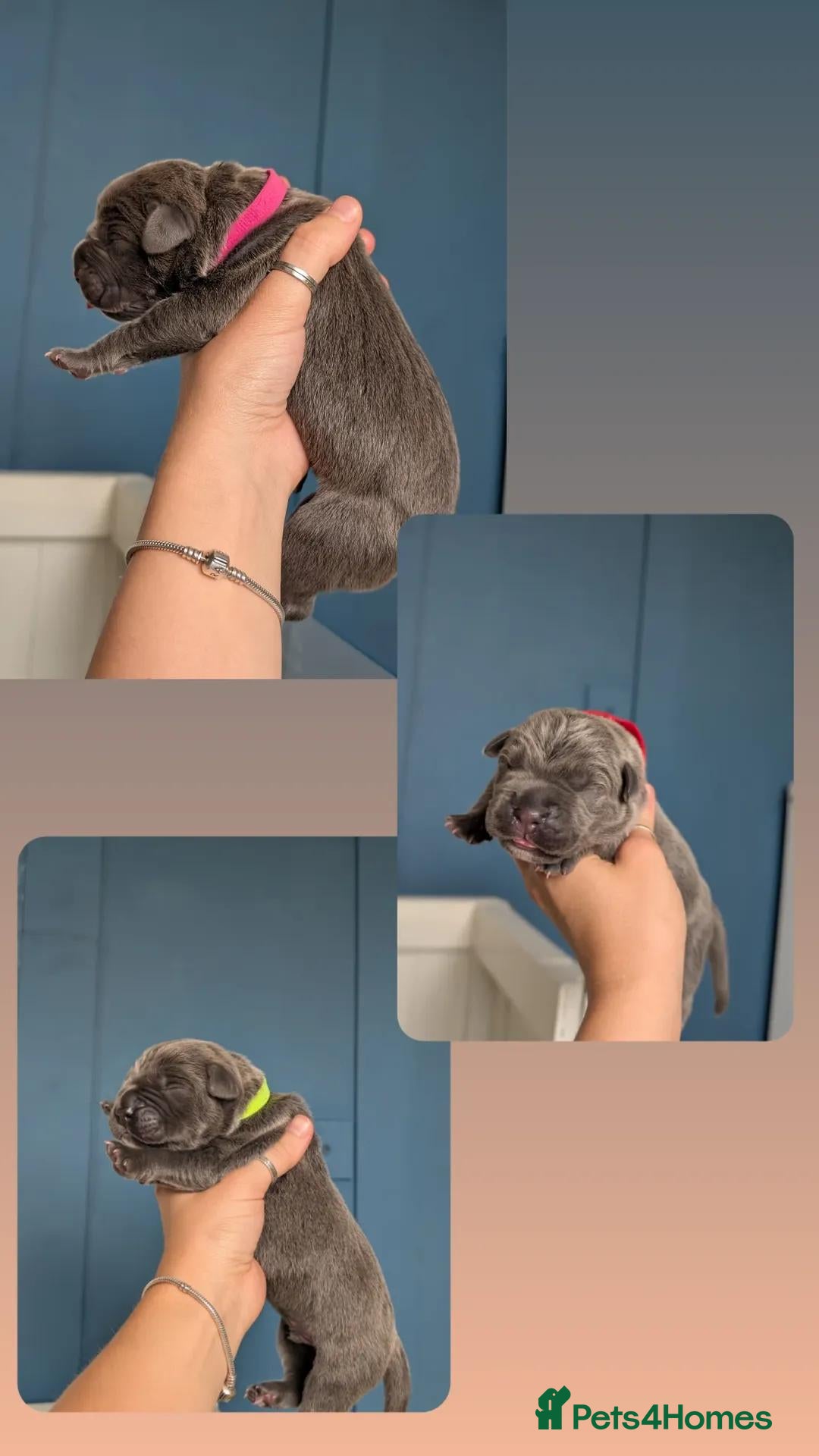Cane Corso dogs for sale: European cane corsos  - Image 12