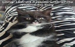 Ragdoll cats for sale: 12 half-Ragdolls (£150-£475) - Image 19